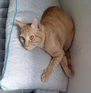 Cheeto3