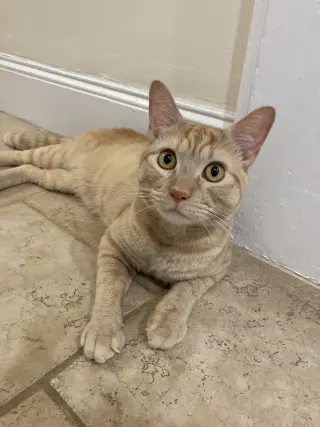 Cheeto3