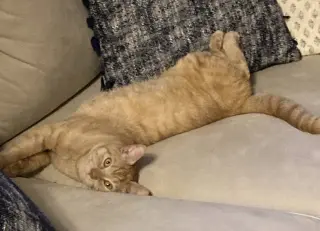 Cheeto3
