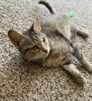 Willow