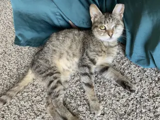 Willow