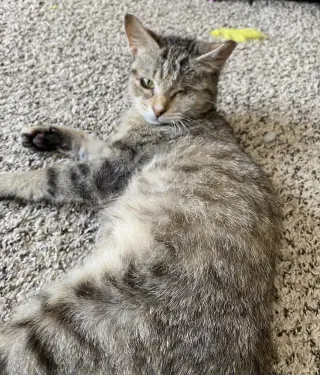 Willow