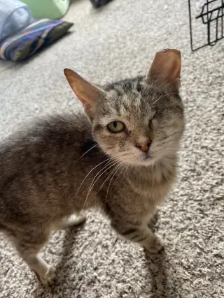 Willow