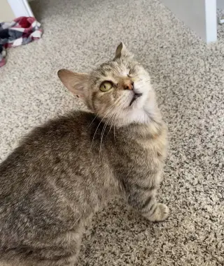 Willow