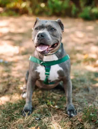 Nala