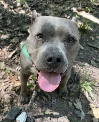 Nala