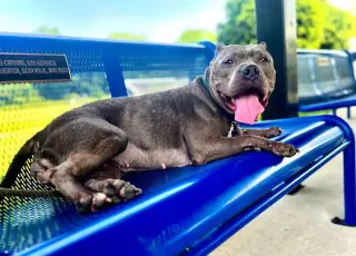 Nala