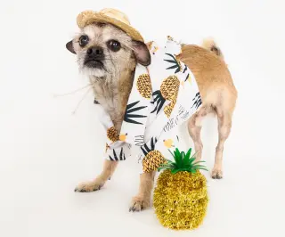 Chewy