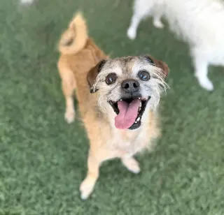 Chewy