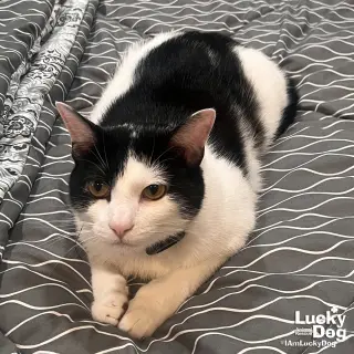 Tidbit
