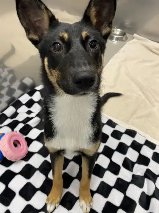 Belle (Holiday Litter)