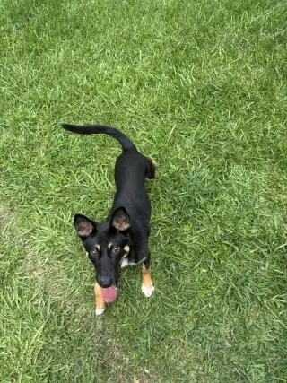 Belle (Holiday Litter)