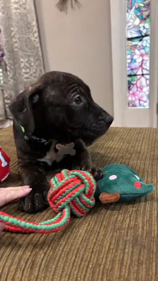 Kevin Malone (The Office Litter)