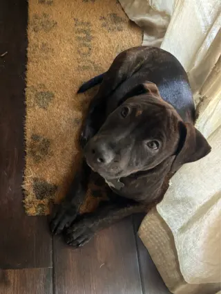 Kevin Malone (The Office Litter)
