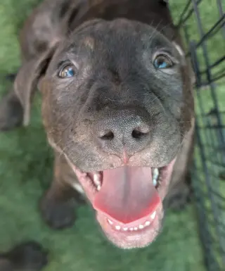 Kevin Malone (The Office Litter)