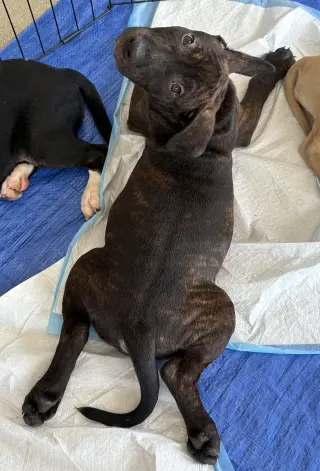 Kevin Malone (The Office Litter)