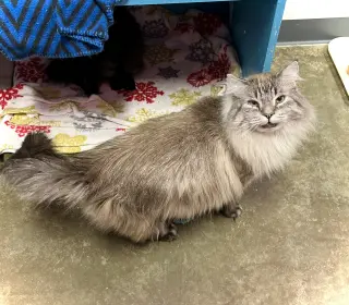 Tuna Melt