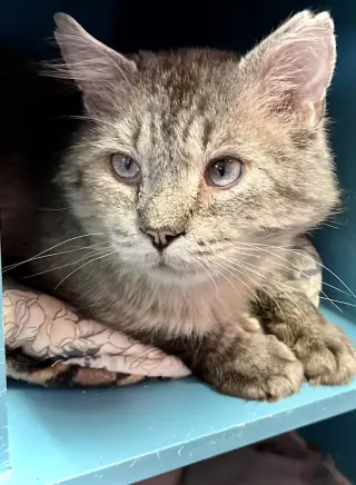 Tuna Melt