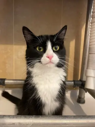 Roti