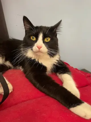 Roti