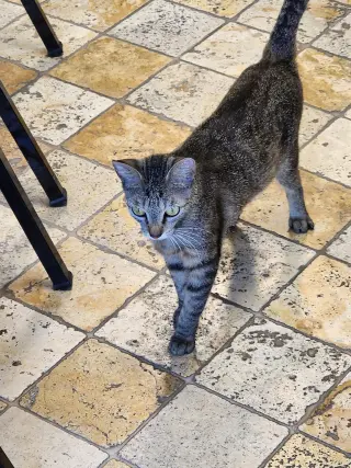 KitCat