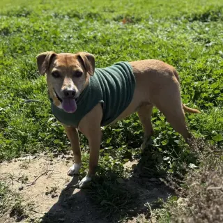 Rosie