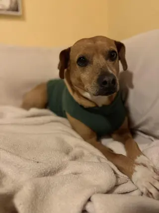 Rosie