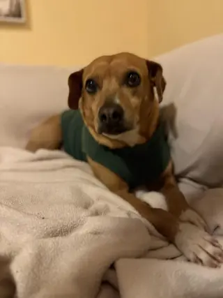 Rosie