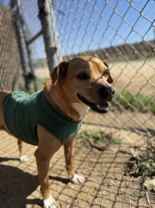 Rosie