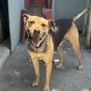 Charo