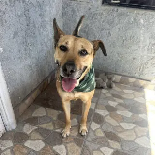Charo