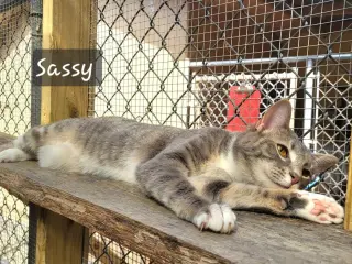 Sassy Girl