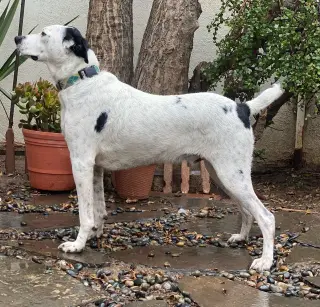 Snoopy