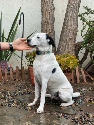 Snoopy