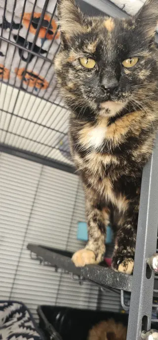 Artemis