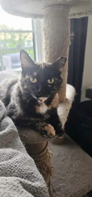 Artemis