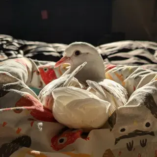 Pogo