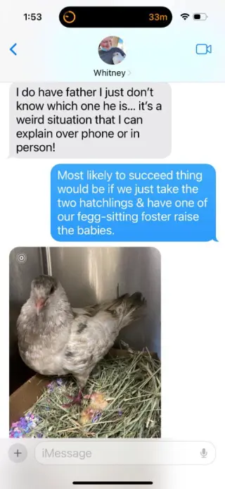 Pogo