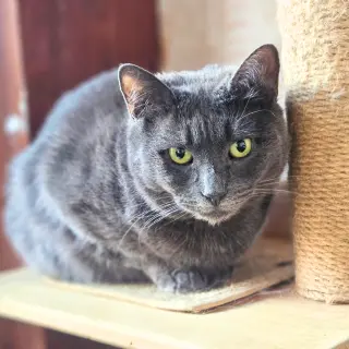 Shiloh