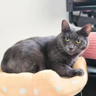 Shiloh