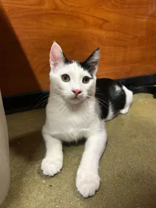 Kobuk