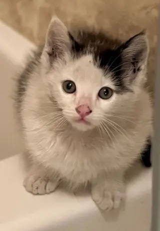 Kobuk