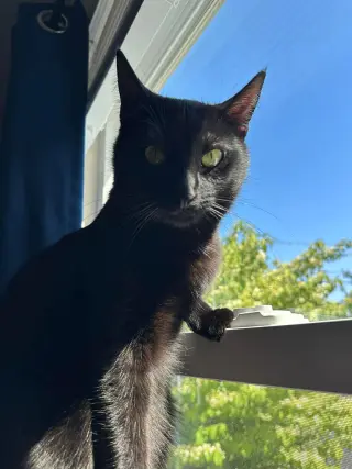 Scar