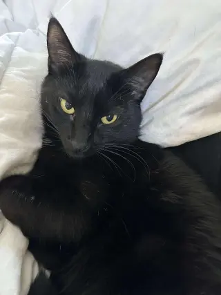 Scar