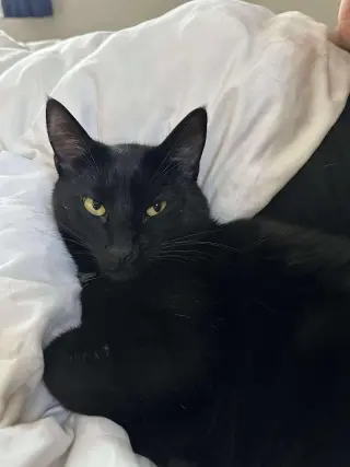 Scar