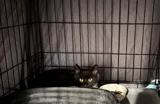 Scar