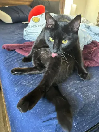 Scar