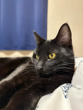 Scar
