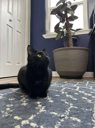 Scar