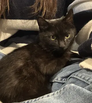 Scar